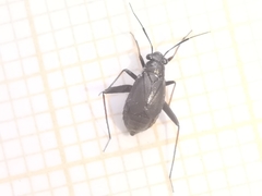 Orthocephalus saltator