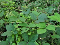 Rubus distractiformis