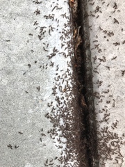 Tetramorium immigrans