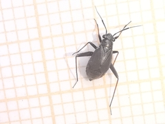 Orthocephalus saltator