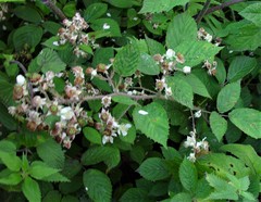 Rubus distractiformis