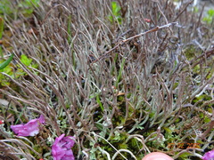 Cladonia ecmocyna