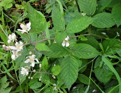 Rubus distractiformis