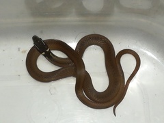 Coniophanes meridanus