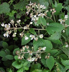 Rubus distractiformis