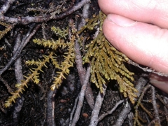 Lepidothamnus laxifolius