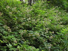 Rubus distractiformis