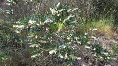 Comarostaphylis diversifolia diversifolia