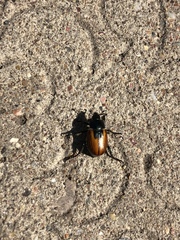 Anisoplia austriaca