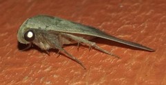 Simplicia cornicalis