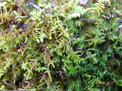 Claopodium bolanderi
