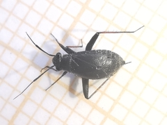 Orthocephalus saltator