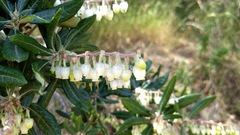 Comarostaphylis diversifolia diversifolia