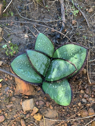 Crossyne guttata