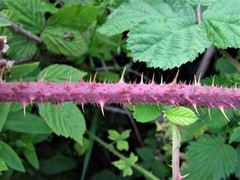 Rubus tuberculatus