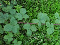 Rubus tuberculatus