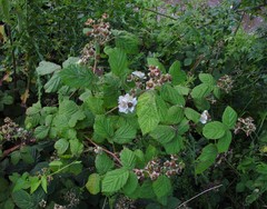 Rubus tuberculatus