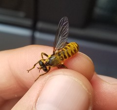 Laphriini
