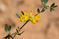 Acmispon dendroideus