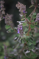 Salvia keerlii