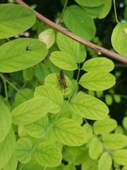 Laphriini