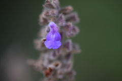 Salvia keerlii
