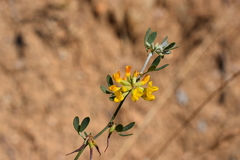 Acmispon dendroideus