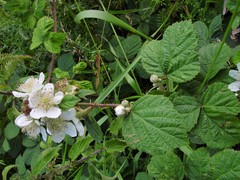 Rubus tuberculatus