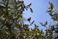 Charaxinae
