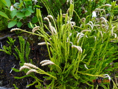 Diphasiastrum sitchense