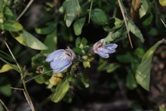 Justicia petiolaris