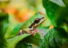 Hyla walkeri
