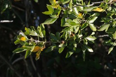 Allophylus decipiens