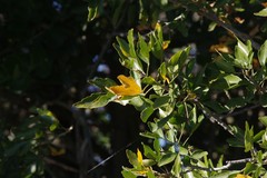 Allophylus decipiens