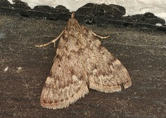 Aglossa pinguinalis