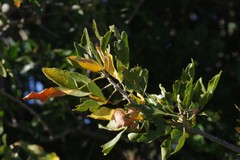 Allophylus decipiens