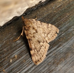 Aglossa pinguinalis