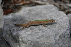 Podarcis melisellensis