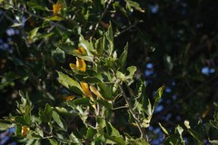 Allophylus decipiens