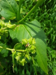 Neoheliodines nyctaginella