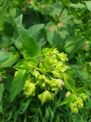 Neoheliodines nyctaginella