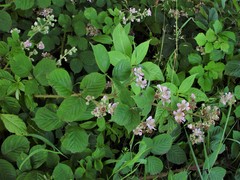 Rubus wirralensis