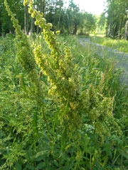 Rumex longifolius