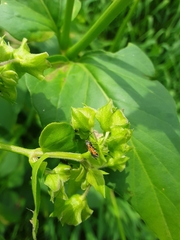 Neoheliodines nyctaginella