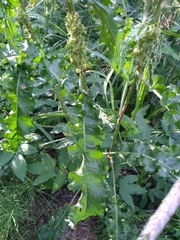 Rumex longifolius