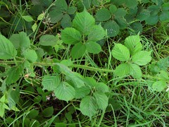 Rubus wirralensis