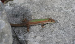 Podarcis melisellensis