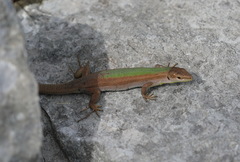 Podarcis melisellensis