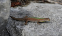 Podarcis melisellensis