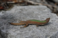 Podarcis melisellensis